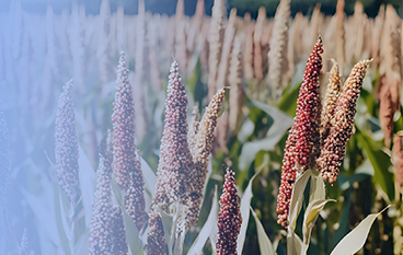  然美悦安复合粉